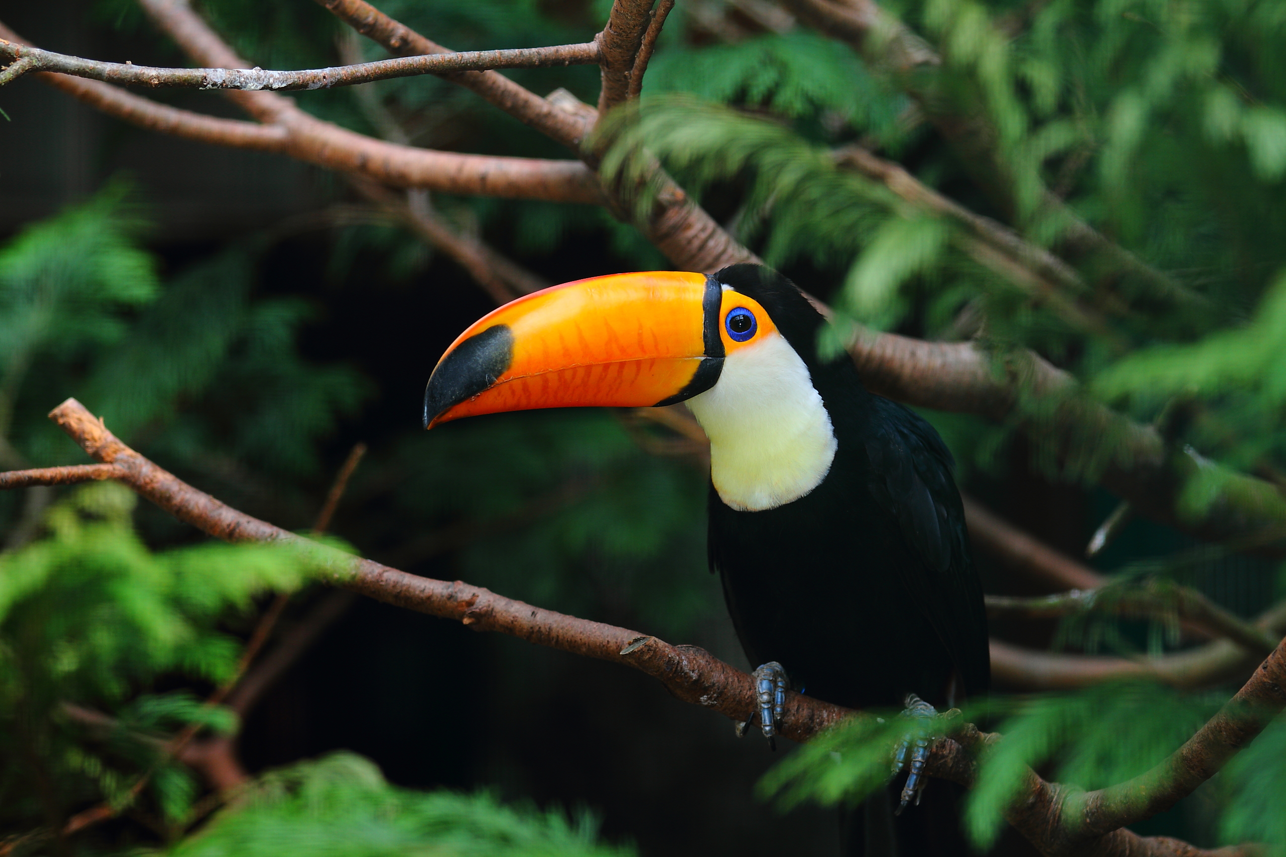 A importância de animais dispersores de sementes para a mitigação das mudanças climáticas