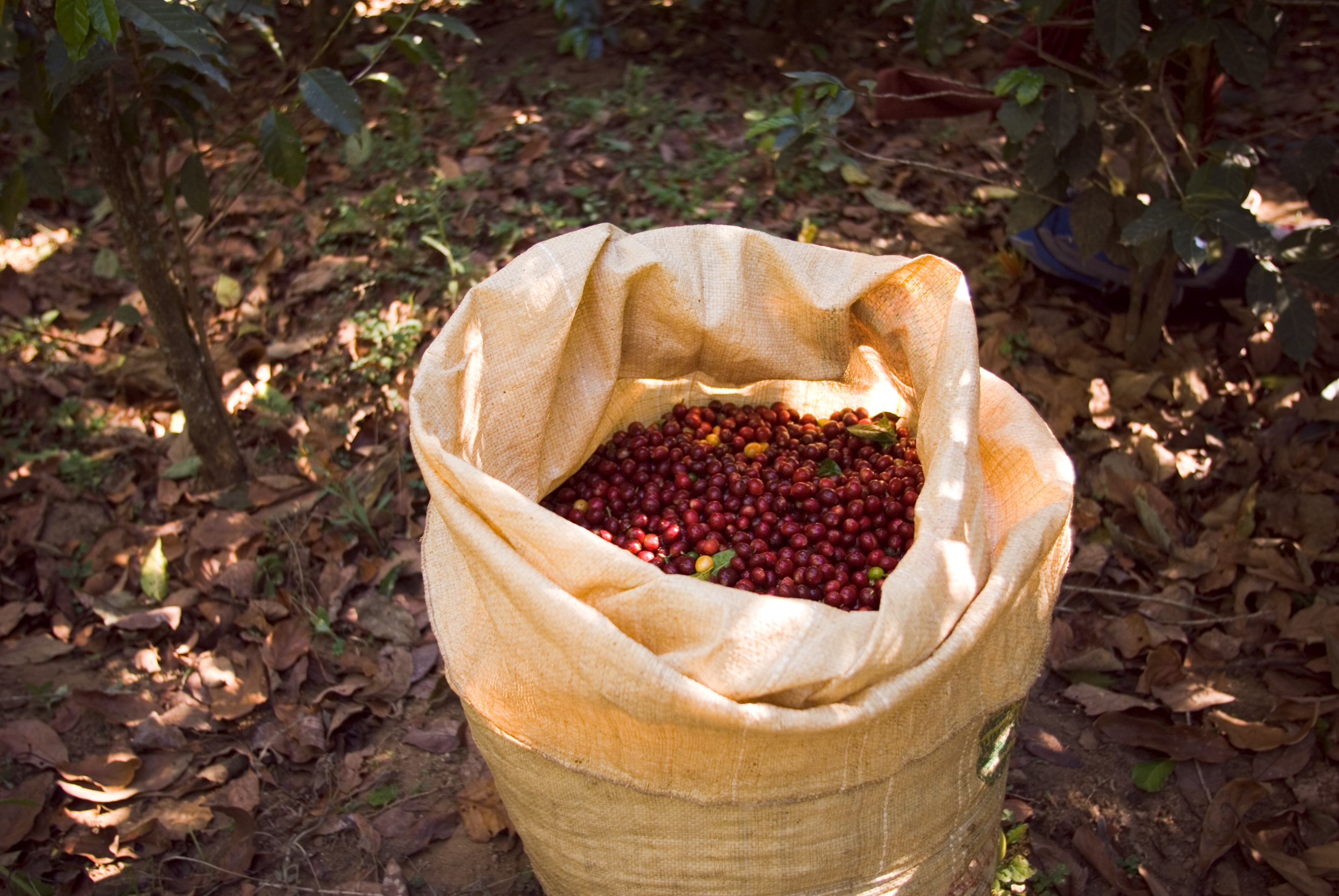 Preço recorde do café em 2025 expõe crise climática e falta de proteção entre pequenos produtores